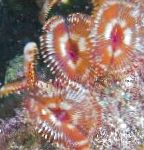 Photo Aquarium Sea Invertebrates Split-Crown Feather Duster fan worms, Anamobaea orstedii, red