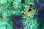 Photo Aquarium Sea Invertebrates Split-Crown Feather Duster fan worms, Anamobaea orstedii, blue