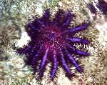 Photo Aquarium Sea Invertebrates Crown Of Thorns sea stars, Acanthaster planci, purple