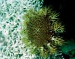 fotografie Akvárium Morských Bezstavovcov Tŕňová Koruna hviezdy mora, Acanthaster planci, šedá