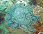 フォト 水族館 海の無脊椎動物 イバラの冠 海の星, Acanthaster planci, トランスペアレント