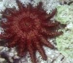 fénykép Akvárium Tengeri Gerinctelenek Töviskorona tengeri csillagok, Acanthaster planci, piros
