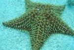 Photo Aquarium Sea Invertebrates Reticulate Sea Star, Caribbean Cushion Star, Oreaster reticulatus, grey