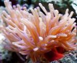 Atlantic Anemone карактеристике и брига