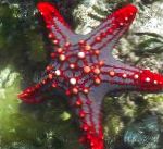 Roten Knopf Seestern (Red Wirbelsäule Sterne, Hochrot Knopf Star Fish)