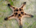 Čokoláda Čip Sea Star (Rohatý Sea Star)