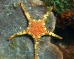 Διπλά Sea Star, Platted Αστερίας