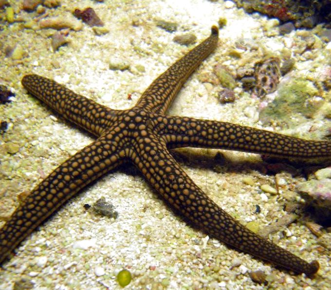 水族馆 海无脊椎动物 galatheas海星, nardoa sp