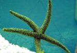 φωτογραφία ενυδρείο θαλάσσια ασπόνδυλα Galatheas Sea Star, Nardoa sp., γκρί