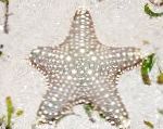 Bilde Akvarium Sjø Virvelløse Dyr Choc Chip (Knott) Sea Star sjøstjerner, Pentaceraster sp., stripete