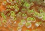 Photo Aquarium Inveirteabraigh Farraige Anemone Tip Mboilgeog (Anemone Arbhar) bundúin leice, Entacmaea quadricolor, liath