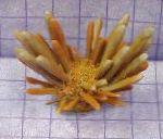 Foto Akvarium Havet Hvirvelløse Dyr Blyant Urchin søpindsvin, Eucidaris tribuloides, gul