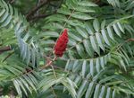 rouge les fleurs du jardin Smooth Sumac, Rhus glabra Photo