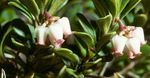 Bearberry, Kinnikinnick, Manzanita