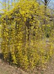 gelb Gartenblumen Forsythie, Forsythia Foto