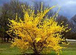 amarillo Flores de jardín Forsythia Foto