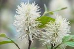 Aliso Bruja, Fothergilla