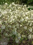 hvítur garður blóm Norn Alder, Fothergilla mynd