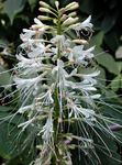 бял Градински цветове Photinia снимка