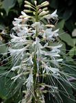 blanc les fleurs du jardin Photinia Photo