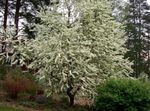 blanco Flores de jardín Cereza De Pájaro, Ciruelo Rojo, Prunus Padus Foto