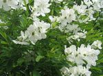 weiß Gartenblumen Pearl Busch, Exochorda Foto