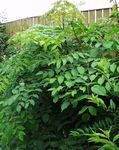 Japanese angelica tree