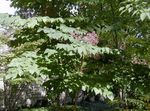 lila Flores de jardín Árbol De Angélica Japonesa, Aralia Foto