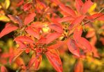 помаранчевий Садові Квіти Енкіантус, Enkianthus Фото