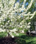 weiß Gartenblumen Apfel Zier, Malus Foto