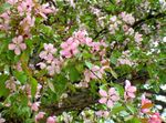 rosa Gartenblumen Apfel Zier, Malus Foto