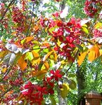 бордовый Садовые Цветы Яблоня, Malus Фото