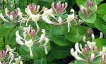 ピンク 庭の花 ハニーサックル, Lonicera caprifolium フォト