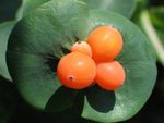 ақ Бақша Гүлдер Perfoliate Ырғай, Lonicera caprifolium Фото