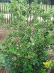 hvid Have Blomster Sort Chokeberry, Aronia Foto