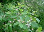 Tatarian honeysuckle