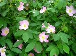 rosa Gartenblumen Rosa Foto