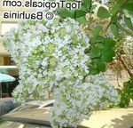 იასამნისფერი ბაღის ყვავილები Crape მირტი, კრეპი მირტი, Lagerstroemia indica სურათი