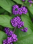 flieder Gartenblumen Beere, Callicarpa Foto