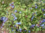 dark blue Tuin Bloemen Leadwort, Hardy Blue Plumbago, Ceratostigma foto