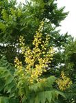 žuta Vrtne Cvjetovi Zlatna Kiša Stabla, Panicled Goldenraintree, Koelreuteria paniculata Foto