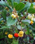 bianco I fiori da giardino Corbezzolo, Arbutus foto