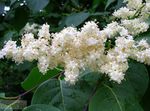 blanco Flores de jardín Amurensis Syringa, Syringa amurensis Foto