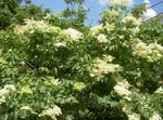 blanco Flores de jardín Amurensis Syringa, Syringa amurensis Foto