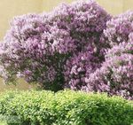 Photo Hungarian Lilac description