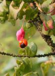 Spindle Tree