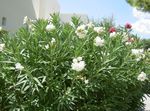 Oleander