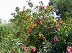 rosso I fiori da giardino Scovolino, Callistemon foto