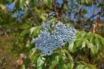 bleu ciel les fleurs du jardin Sureau, Sureau Rouge-Berried, Sambucus Photo