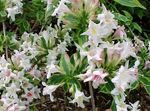 Weigela